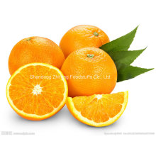 New Crop Fresh Navel Orange